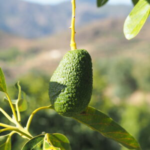 Aguacate Hass colgando del árbol en la finca Guajacate de Los Guájares.