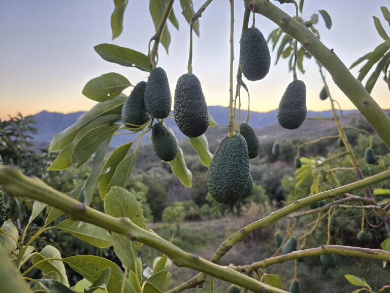 Aguacates Hass en el árbol al atardecer en la finca Guajacate de Los Guájares.
