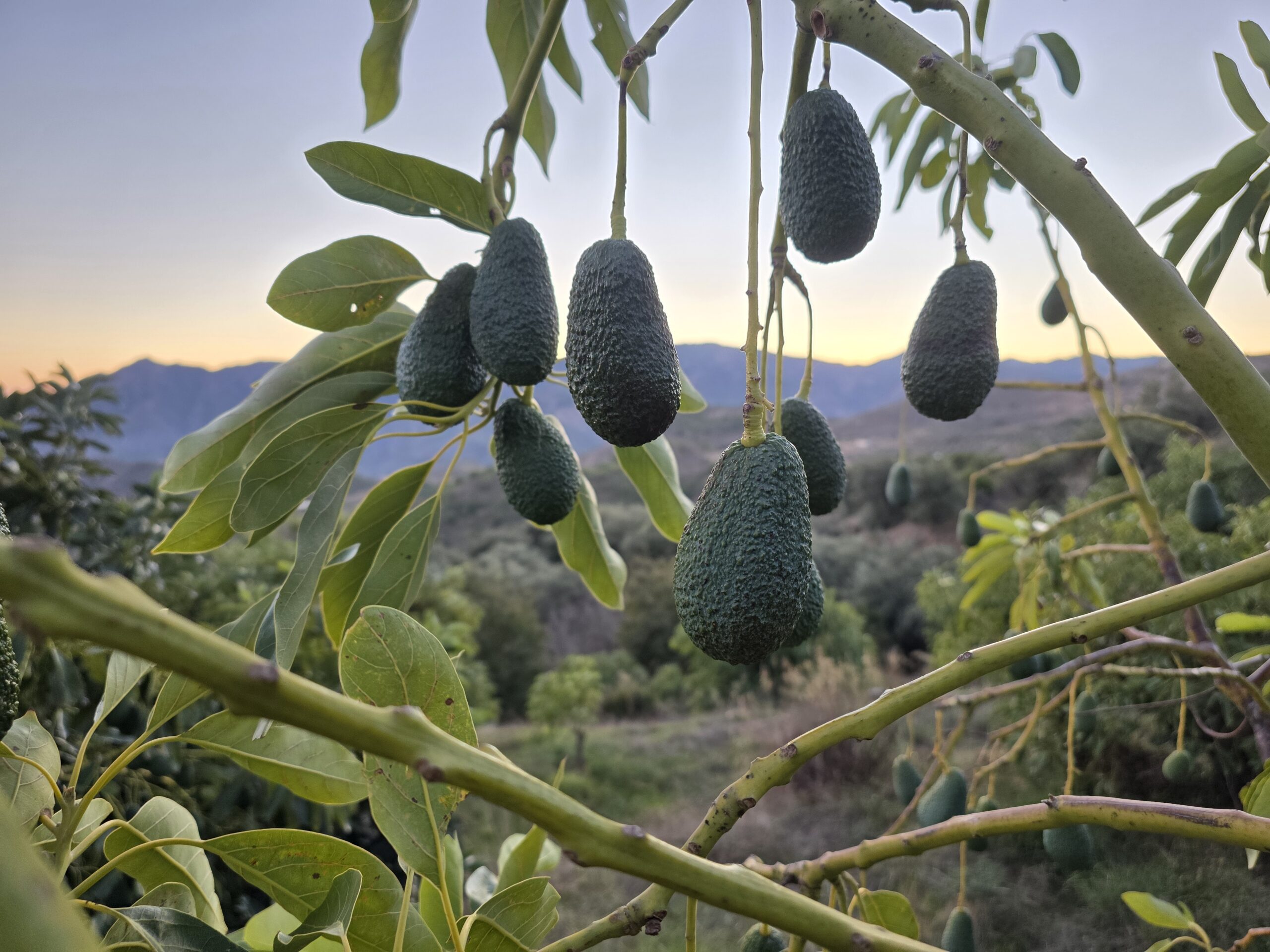 Aguacates Hass en el árbol al atardecer en la finca Guajacate de Los Guájares.