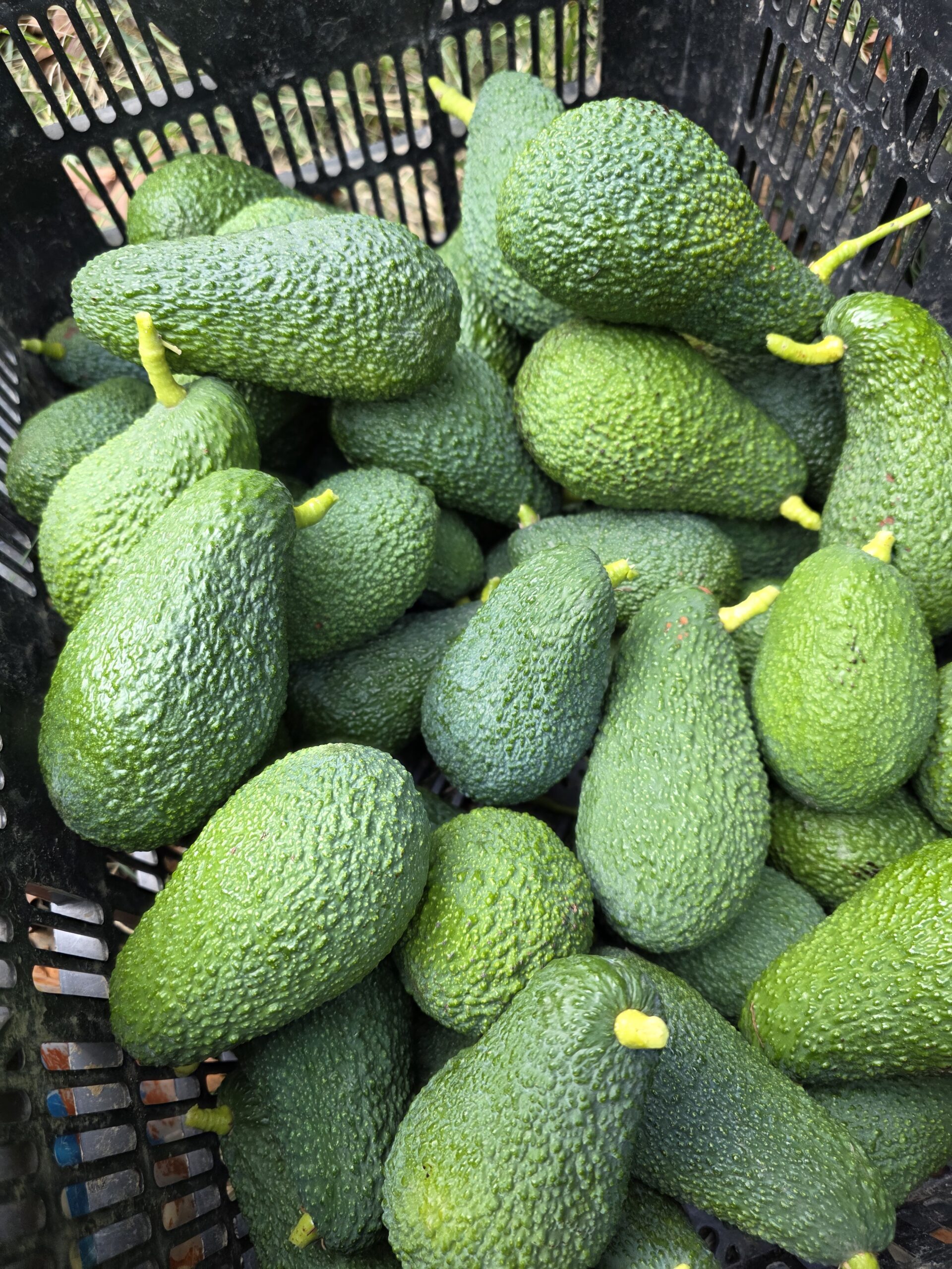 Caja llena de aguacates Hass recién cosechados en la finca Guajacate de Los Guájares.